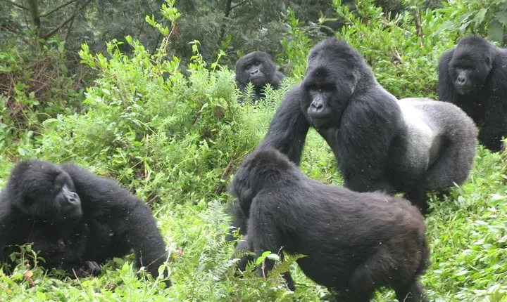 10days Uganda Mountain Gorillas, Volcanoes and lake bunyonyi