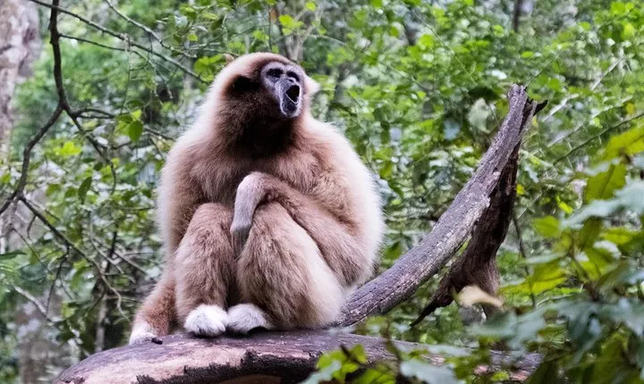 Monkeyland Guided Tour in Plettenberg Bay