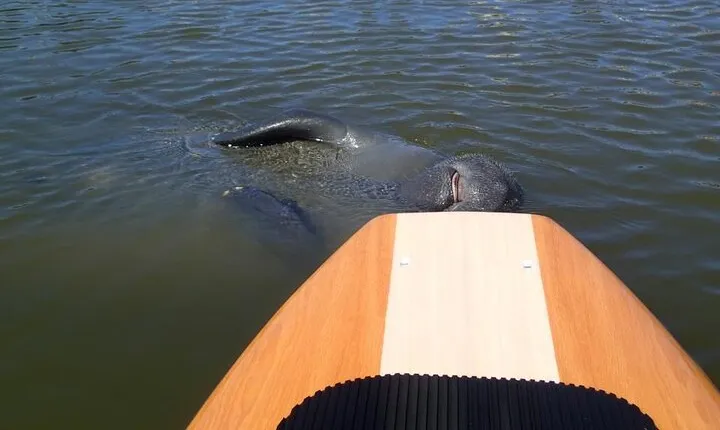 Dolphin and Manatee Adventure Tour of Merritt Island