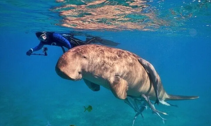 Ras Mohammed National Park Snorkeling