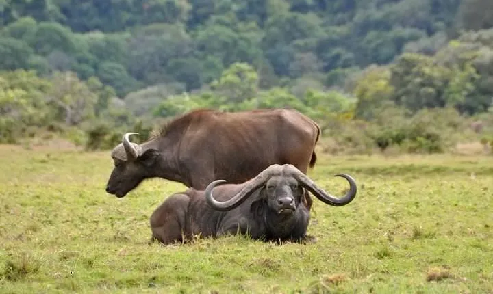 6 Days Tanzania Safari- Tarangire, Serengeti, Ngorongoro, Manyara