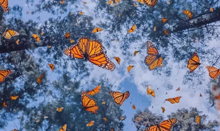 3 day Tour to Discover the Magic of Mexico & Monarch Butterflies