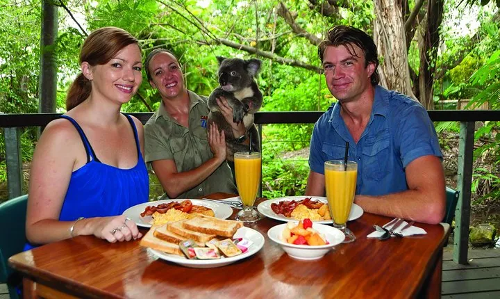 Breakfast with the Koalas at Hartley's Crocodile Park from Cairns or Palm Cove
