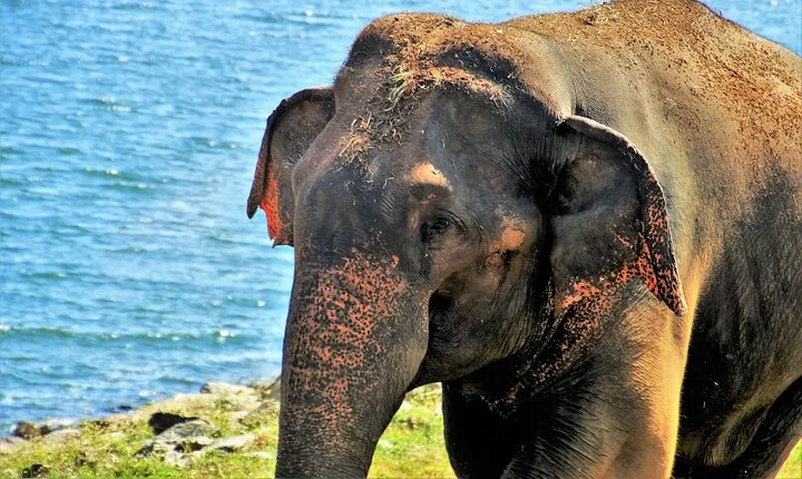 Elephant Rescue Center day excursion from Delhi