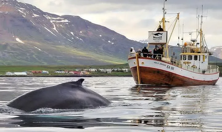 Whale Watching and Sea Angling Tour 