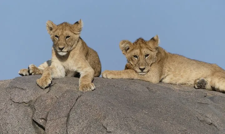 4 Days Mid range Safari to Serengeti and Ngorongoro Crater