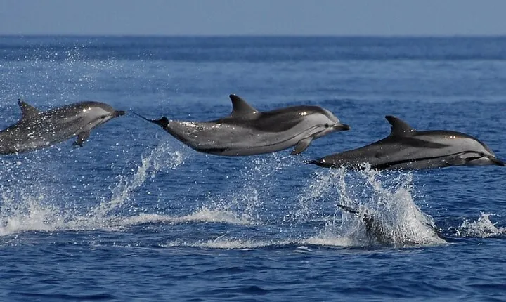 Mirissa: Whale & Dolphin Sightseeing Cruise