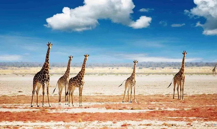 4 Days Tarangire, Serengeti and Ngorongoro Crater Lodge Safari