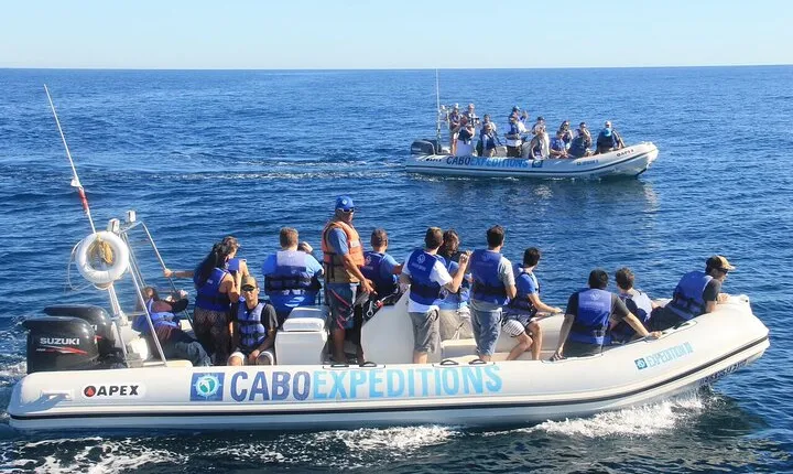 Small-Group Whale Watching Zodiac Boat Cruise in Cabo San Lucas