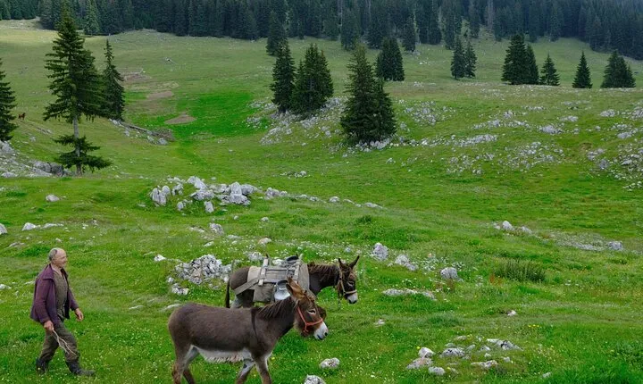 Private Full-Day Hiking Tour in Piatra Craiului National Park