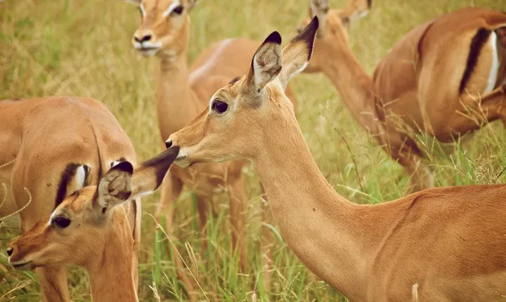 4 Days Tarangire,Serengeti & Ngorongoro Mid range Camping Safari Tour Tanzania
