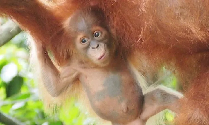 6 Day North Sumatra Jungles Orangutans Overnight trek and Hot Springs