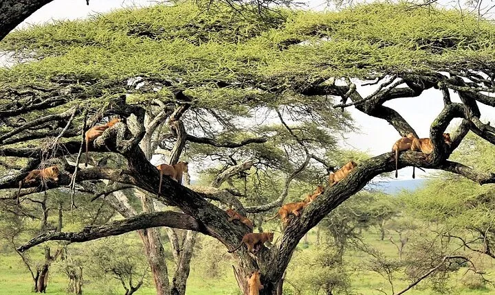 Lake Manyara National Park Day Trip with Lunch