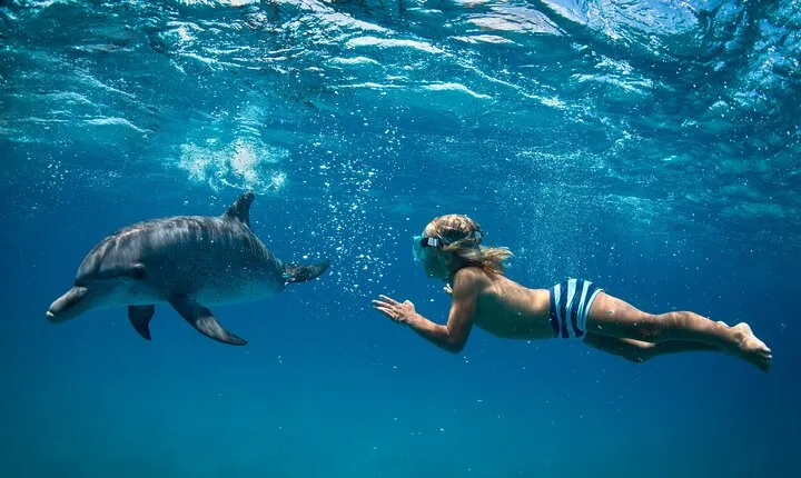 Dolphin House Reef Snorkeling Trip With Transport – Marsa Alam