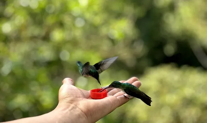 Full-Day Mindo Cloud Forest Tour from Quito with Hummingbirds