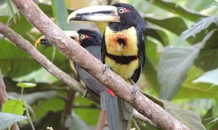2 Days Private Tour to Mindo with Adventures and Birdwatching