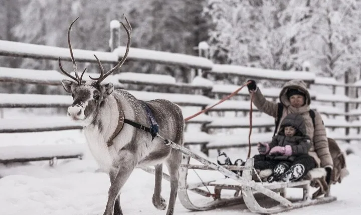 REINDEER FARM VISIT a real authentic experience
