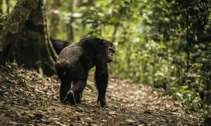 Gishwati Natural Forest in Rwanda & Lake Kivu Tour