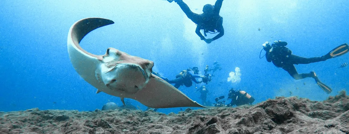 Beginner diving experience in Tenerife