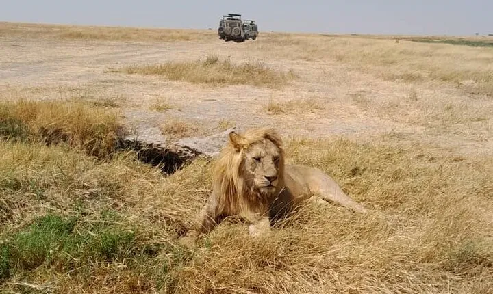 5 Days Private Tour in Tanzania Midrage Safari