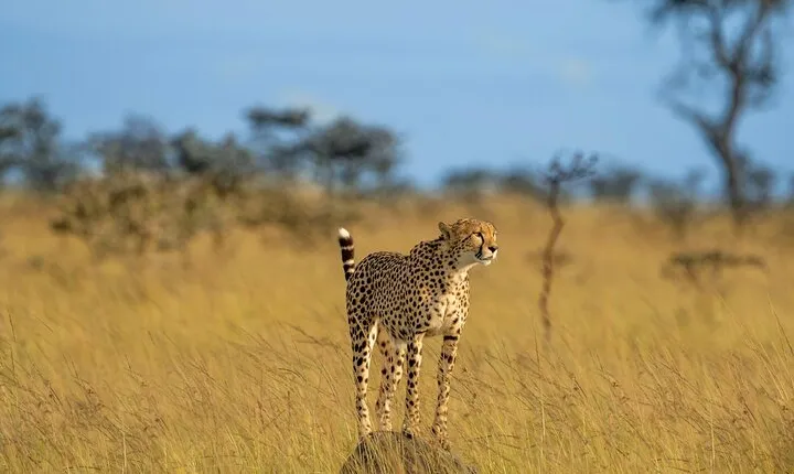 3 Days Group tour to Serengeti and Ngorongoro