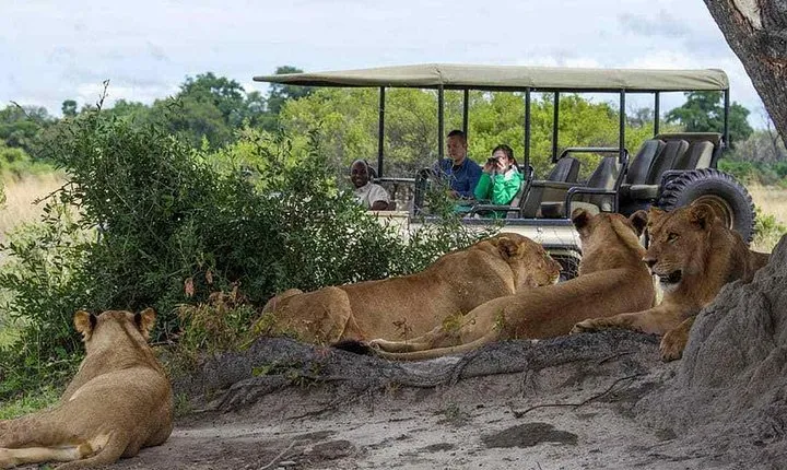 Chobe Full Day Trip From Victoria Falls