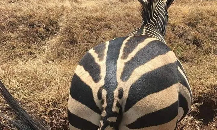 Ngorongoro Crater Day trip