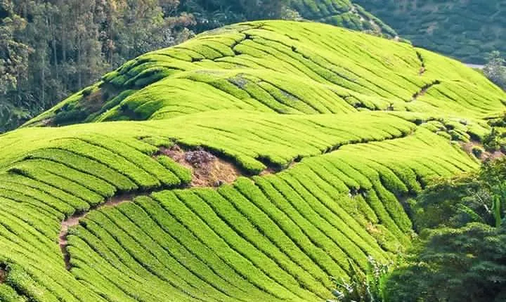 Budget Tour: Full-Day Cameron Highlands Tour