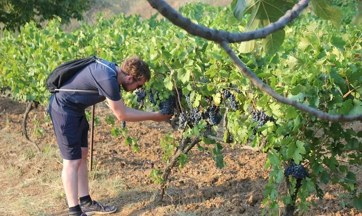 Berat Grand Wine Tasting & Food Tour