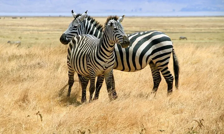 7 days-Small group safari in Tanzania 