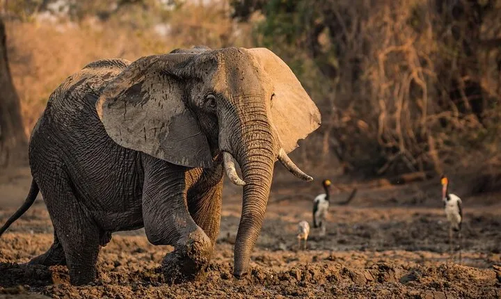 Full-Day Tour to Tarangire National Park with Pick-up