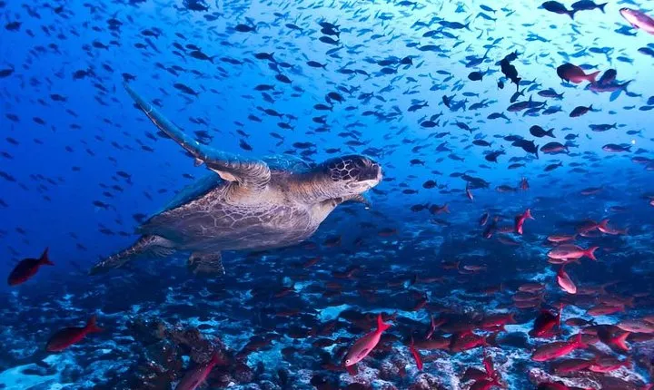 Snorkeling! & Cahuita national park Private Sightseeing Tours
