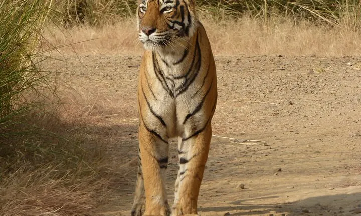 Ranthambore Jeep Safari