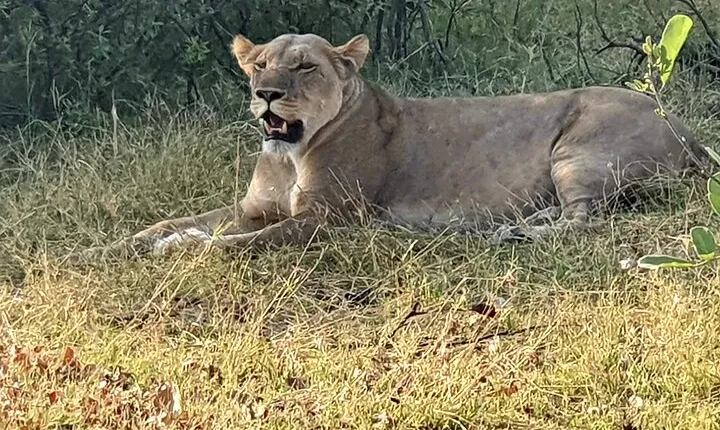 3 Day Moremi Safari