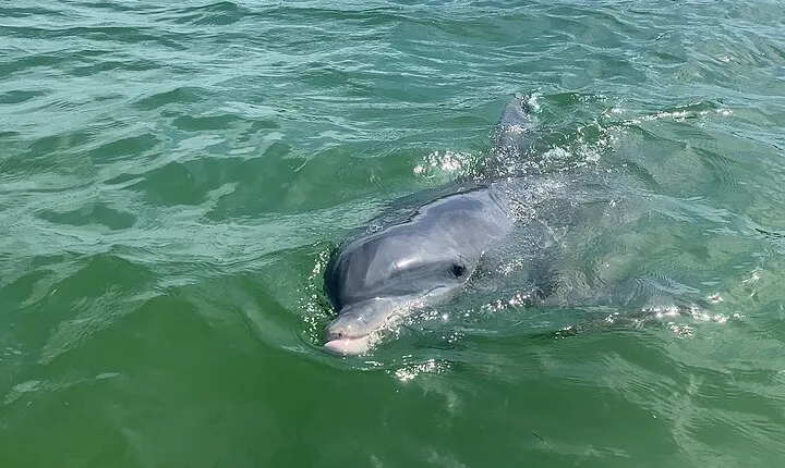 Private Dolphin & Sightseeing Boat Day Tour