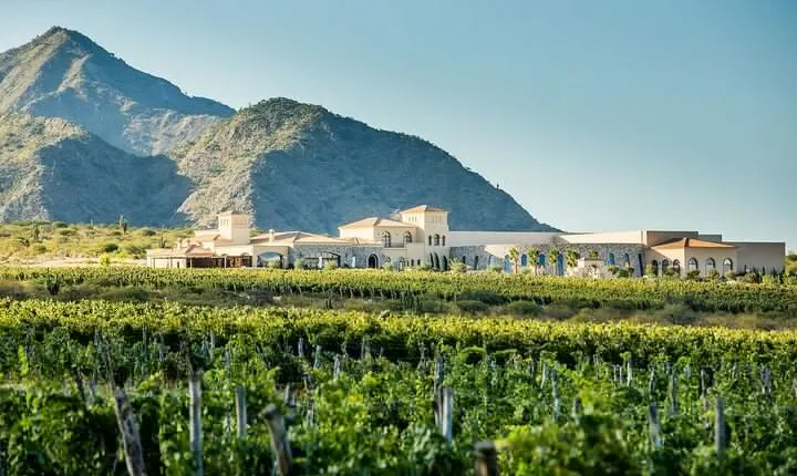 Cafayate Wine Trail Excursion: Explore Salta's Vineyards