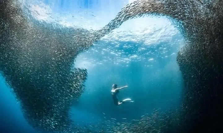 Cebu: Private Tour- Pescador+Moalboal+Canyoneering+Kawasan Falls
