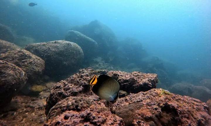 Scuba Diving in Kalpitiya