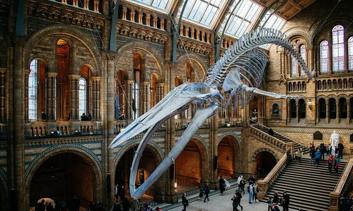 London: Natural History Museum Express Guided Tour & Audio Guide