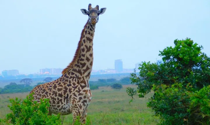 Nairobi National Park Safari Tour.