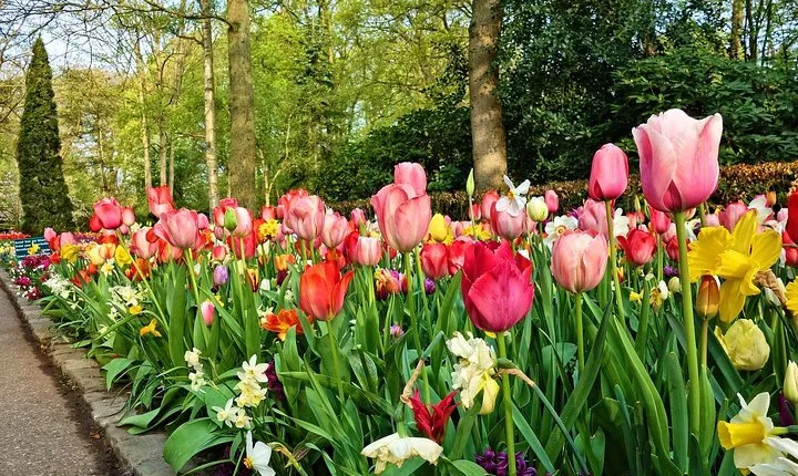Tour to Keukenhof Flower Garden, Windmills, cheese From Amsterdam