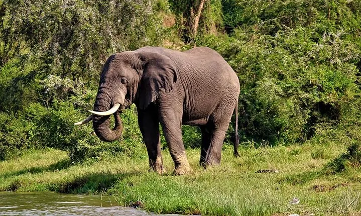 8 Day Uganda Primates Safari and Wildlife Safari Private Tour