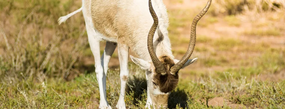 Souss-Massa National Park guided tour with pickup