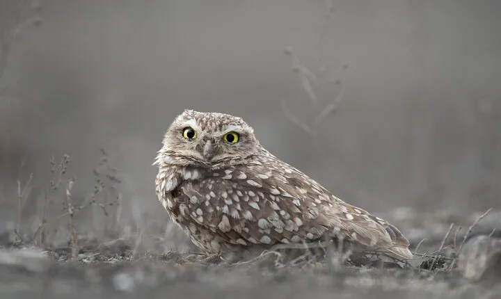 Private Birdwatching and Photography in Lomas de Lachay