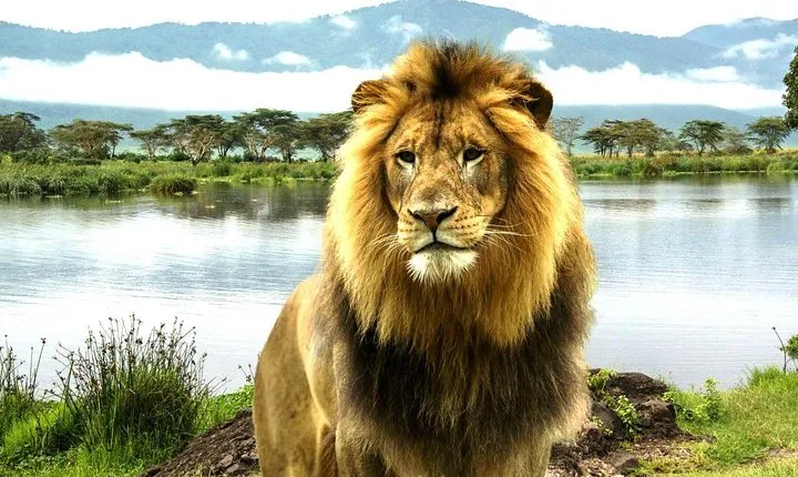 2 Day Lake Nakuru National Park Safari - Daily Departures