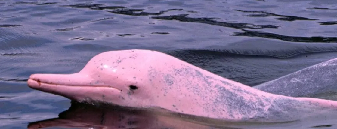 Pink dolphins sightseeing, Koh Tan and Koh Mudsum by speedboat