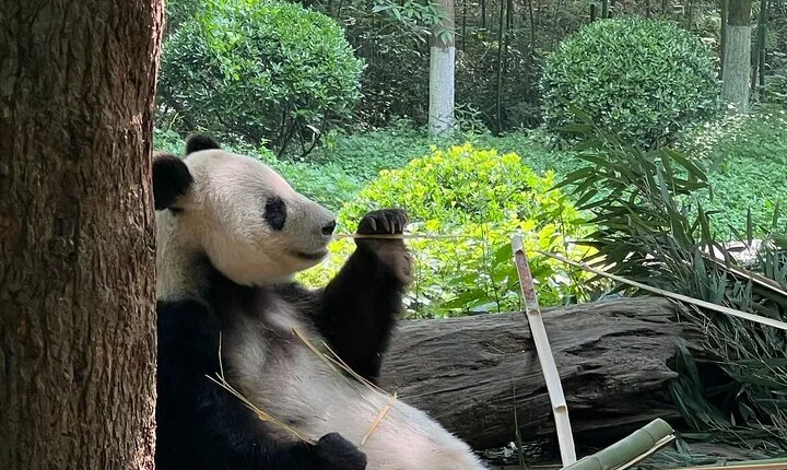 Day Tour in Chengdu
