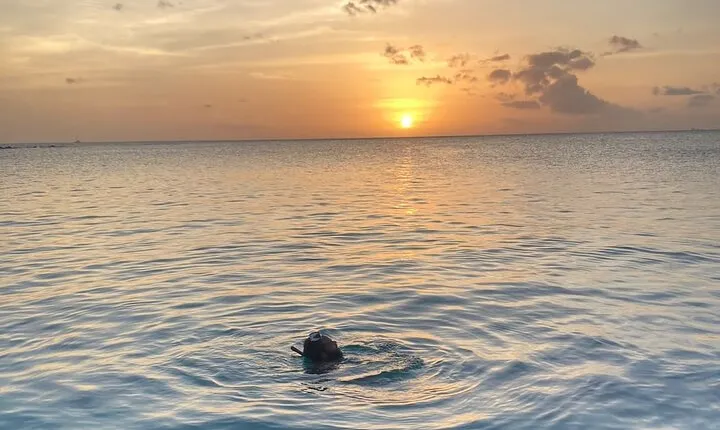 Private Sunset and Snorkel Cruise