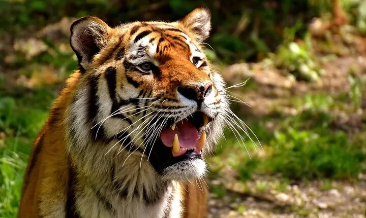 3-Day Ranthambhore Tiger Tour to Agra and Jaipur from Delhi