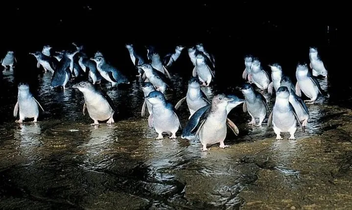Private Phillip Island Penguin Parade Tour